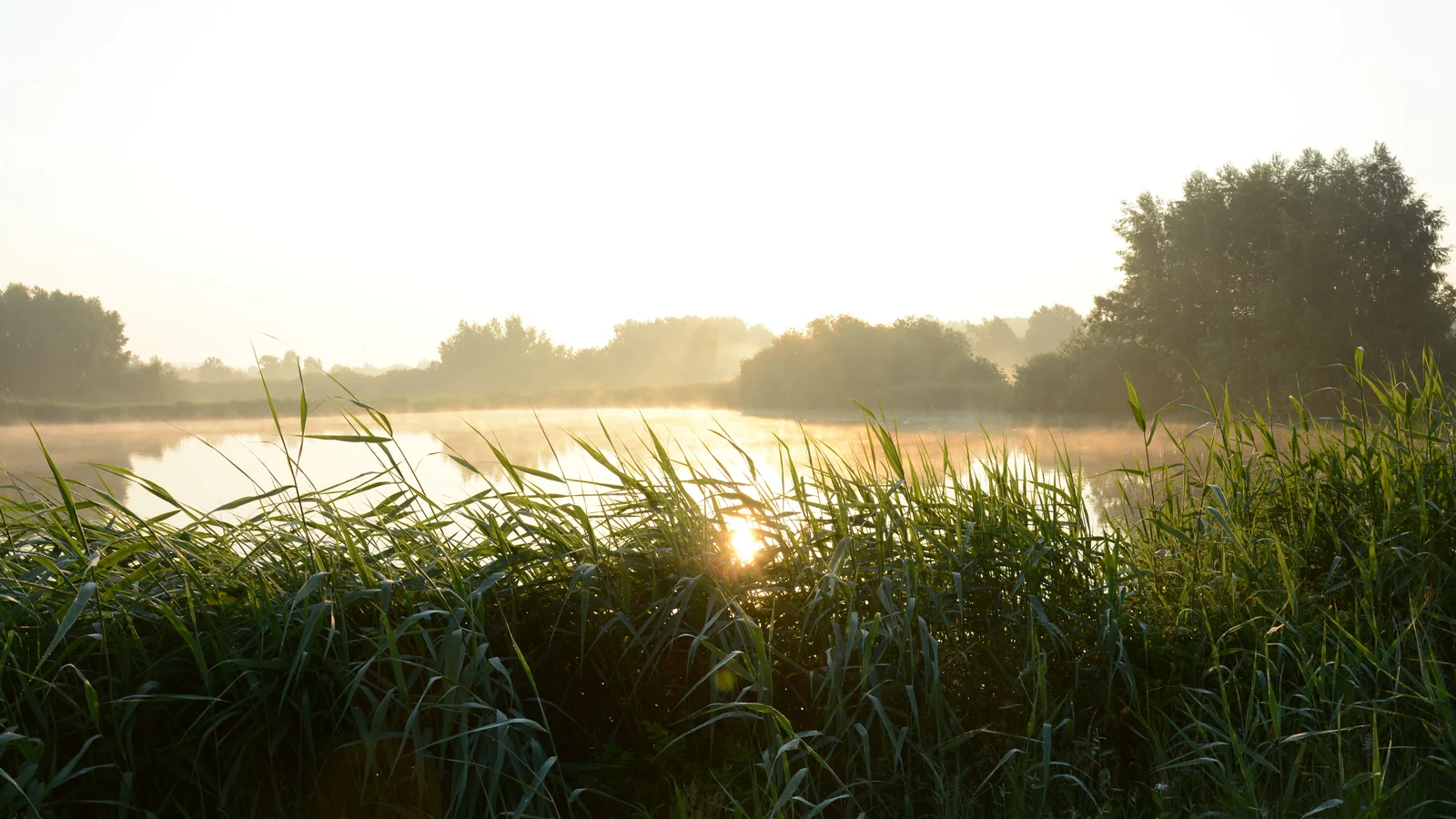 Tief stehende Sonne über einem ruhigen See mit Schilf im Vordergrund und Bäumen am gegenüberliegenden Ufer.