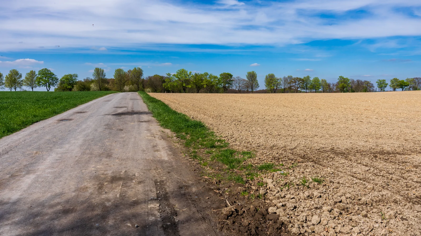 Leere schmale Straße zwischen einem grünen Feld und einem gepflügten Acker unter blauem Himmel.